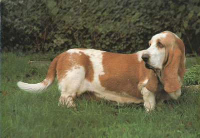 BASSET POSTIKORTTI