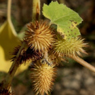 Karheasappiruoho (Xanthium strumarium), siemeniä 10 kpl - pikkukuva 2