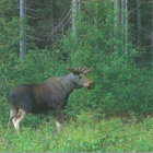 kortti °/** Metsäneläin - eril. valokuva- tai taidekortteja - pikkukuva 3