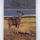 Michael Tomkinson : Kenya - pikkukuva 2