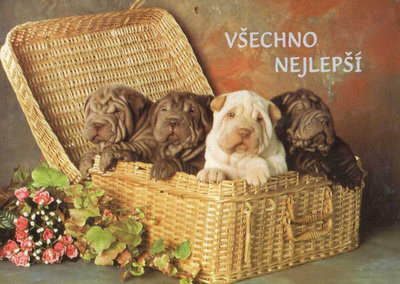 SHAR PEI POSTIKORTTI