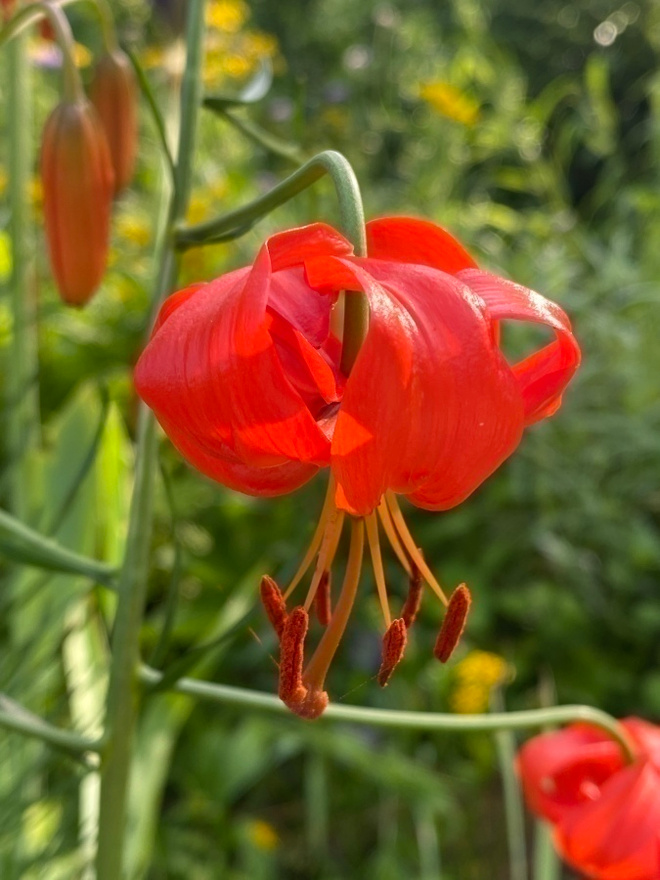 Pellavalilja (Lilium pumilum), siemeniä 50 kpl
