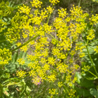 Palsternakka (Pastinaca sativa), siemeniä 50 kpl - pikkukuva 2