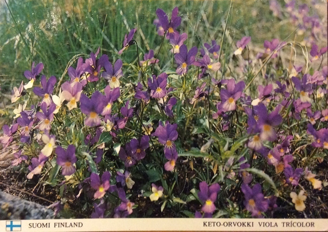 SUOMI FINLAND - Keto-orvokki - 80