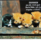 kortti ** Kissa ulkona - erilaisia valokuvakortteja - pikkukuva 2