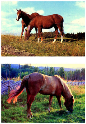 Kaksi hevoskorttia, käyttämättömiä