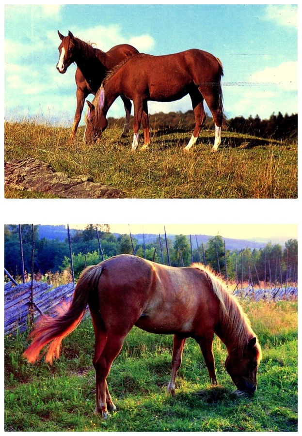 Kaksi hevoskorttia, käyttämättömiä
