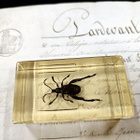 Natura Obscura – Entomologinen näyte no. 312 - pikkukuva 3