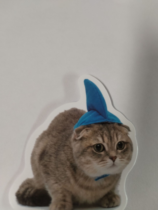 Kissa tarra.