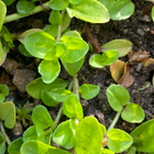 Orvontädyke (Veronica serpyllifolia), siemeniä 100 kpl - pikkukuva 3