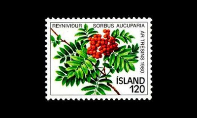 Islanti 554 ** Puun vuosi (1980)