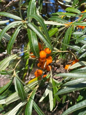 Tyrni (Hippophae rhamnoides), siemeniä 25 kpl