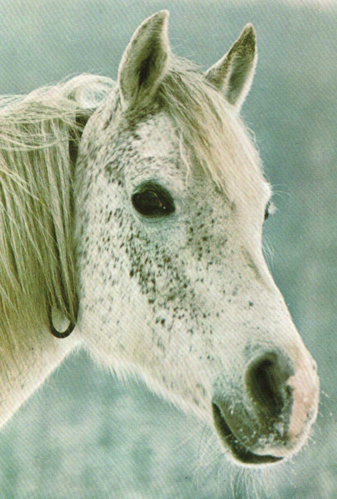 HEVONEN POSTIKORTTI  -  ARABIAN TÄYSIVERINEN