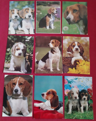 9 BEAGLE POSTIKORTTIA