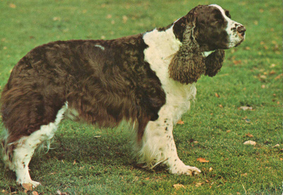ENGLANNIN SPRINGERSPANIEL  POSTIKORTTI