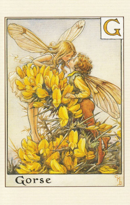 Cicely Mary Barker: Piikkiherneen keijut, kirjain G