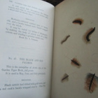 The Fly Fishers Entomology By Alfred Ronald’s p.1883 - pikkukuva 4