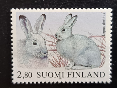 -97 Metsäjänis