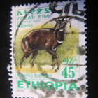 Etiopia 2002: antilooppi - pikkukuva 3