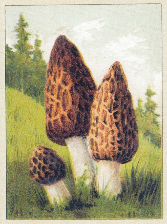 Kartiohuhtasieni (isohko kortti)