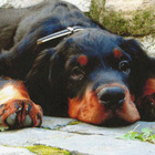 ROTTWEILER POSTIKORTTI - pikkukuva 1