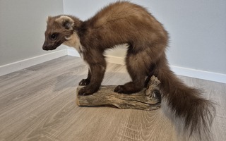 Täytetty näätä