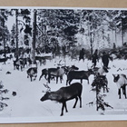 Ruotsin Lappi, ajomiehiä ja poroja, erik.l. p. 1954 Suomeen - pikkukuva 1