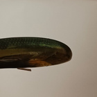 Rapala Minnow Spoon Weedless Finland 7cm - pikkukuva 1