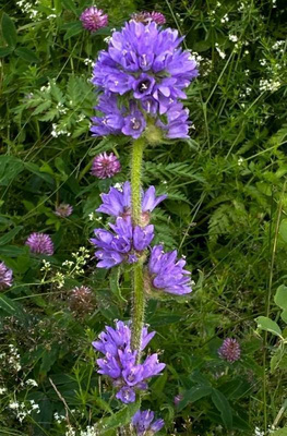 Hirvenkello (Campanula cervicaria), siemeniä 100 kpl