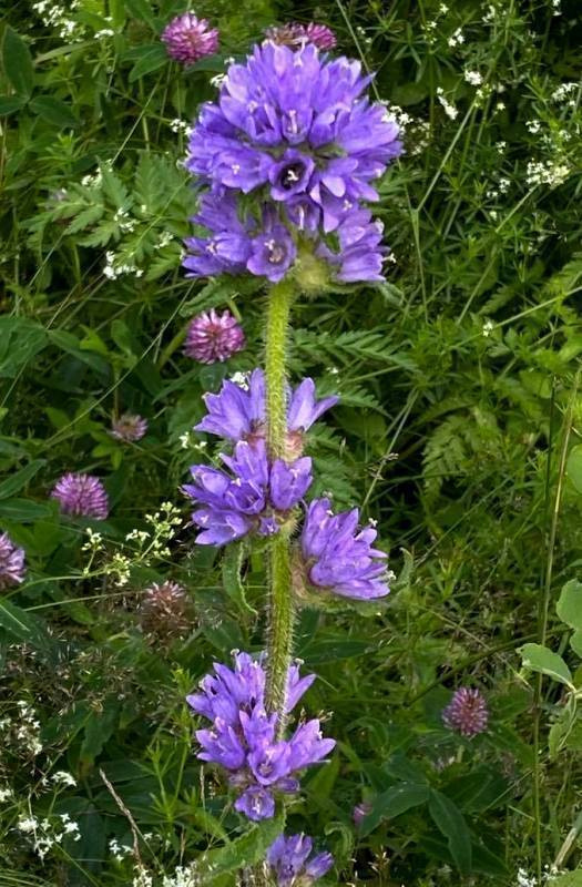Hirvenkello (Campanula cervicaria), siemeniä 100 kpl