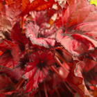 Begonian taimia 3kpl - pikkukuva 3