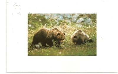 Photo: Bertil Pettersson ,Harmaakarhuja (T)