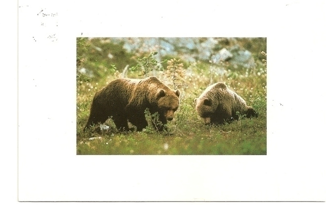 Photo: Bertil Pettersson ,Harmaakarhuja (T)