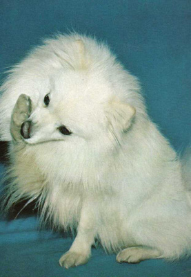 PIENI PYSTYKORVA " SPITZ " POSTIKORTTI