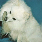 PIENI PYSTYKORVA " SPITZ " POSTIKORTTI - pikkukuva 1