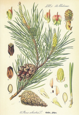 Mänty - Pinus sylvestris