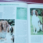 Irish Red and White Setter (2003) - pikkukuva 3
