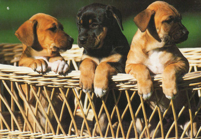 ROTTWEILER KESKELLÄ KAVEREITTEN KANSSA POSTIKORTTI