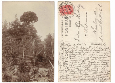 Vanha kortti, erikoinen mäntypuu ja riukuaita, v. 1907