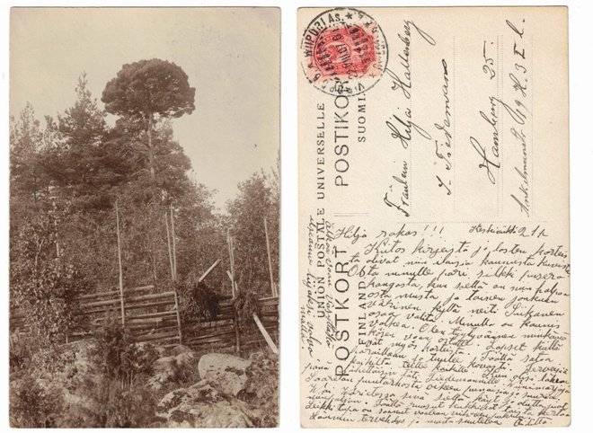 Vanha kortti, erikoinen mäntypuu ja riukuaita, v. 1907