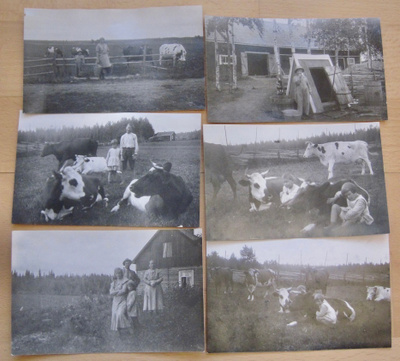 6xVANHA Valokuva Mäntsälä Lemola Lehmät 1932 Postikorttikoko