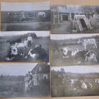 6xVANHA Valokuva Mäntsälä Lemola Lehmät 1932 Postikorttikoko - pikkukuva 1