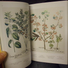 The Garden at Eichstätt - Basilius Besler`s Book of Plants - pikkukuva 5