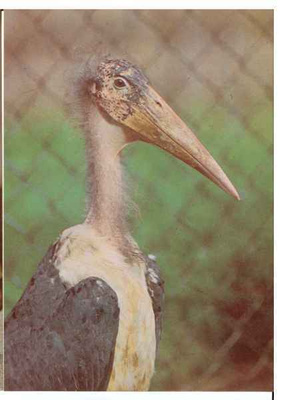Afrikanmarabu (Leptoptilos crumeniferus) (ISO KORTTI) #216#