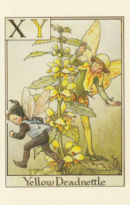 Cicely Mary Barker: Huulikukkaiskasvin keiju, kirjain X ja Y