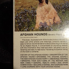 AFGHAN HOUND - pikkukuva 2