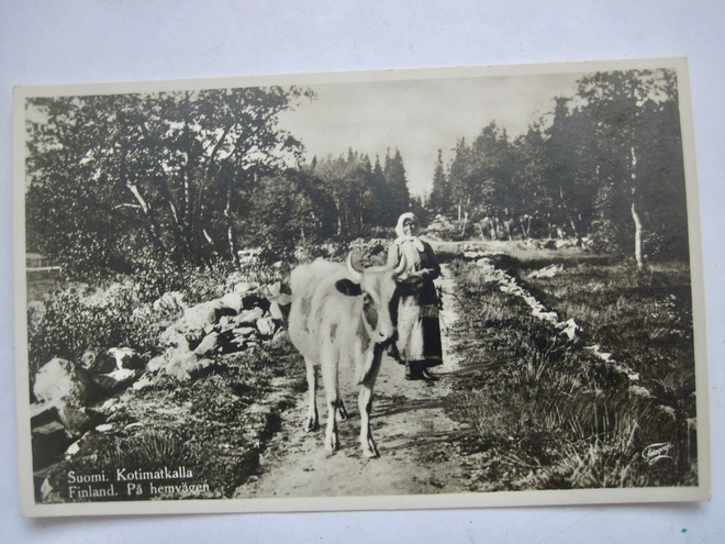 VANHA Postikortti Maalaisnäkymä Lehmä ym 1920-l