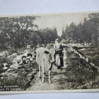 VANHA Postikortti Maalaisnäkymä Lehmä ym 1920-l - pikkukuva 1
