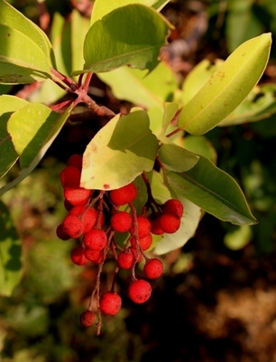 Idänmansikkapuu (Arbutus andrachne), siemeniä 30 kpl