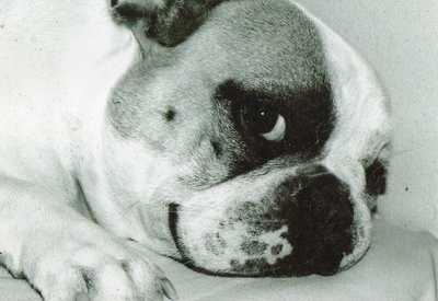 BULLDOG  POSTIKORTTI